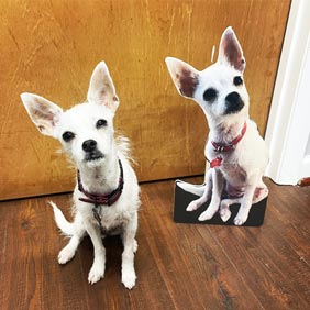custom pet cutouts