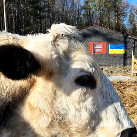 flag outside with cow